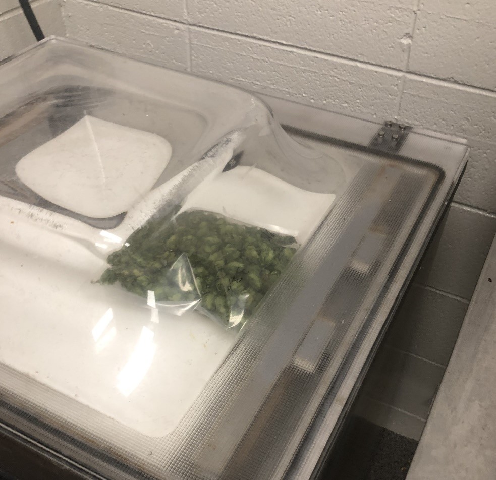 Arkansas Grown Hops Drying, Storage, and Quality